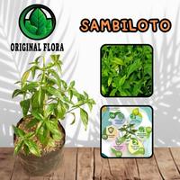 Gambar Bibit Tanaman Sambiloto Obat Herbal (Andrographis paniculata) dari ORIGINAL FLORA undefined 1 Tokopedia