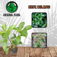 Gambar Bibit Daun Keji Beling Bibit Keji Beling Bibit Kejibeling Pohon Keji dari ORIGINAL FLORA undefined 1 Tokopedia