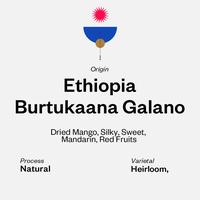 Gambar Ethiopia Burtukaana Galano - Natural dari SVURGA Coffee Roaster undefined 1 Tokopedia