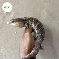 Gambar panana tanimbar dari Lovinbynature undefined 2 Tokopedia