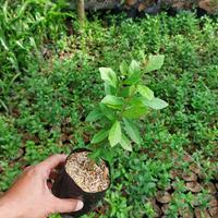 Gambar Tanaman hidup Lee kwan yew / li kwan yu / tanaman juntai Alami - 1 Polybag dari Indo Tropical Plant undefined 3 Tokopedia