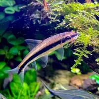 Gambar SAE algae eater dari Hole aquatic undefined 1 Tokopedia