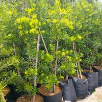 Gambar yellow pine dari kebun vitry undefined 2 Tokopedia