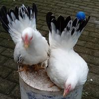 Gambar ayam chabo blacktail anakan dari ayam hias jogja undefined 2 Tokopedia