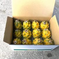 Gambar Palora Ecuador 100btg dari betrikshop96 undefined 4 Tokopedia