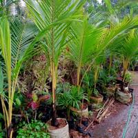 Gambar pohon kelapa kuning tinggi 2 meter sampai ujung daun dari dastin taman hias undefined 3 Tokopedia