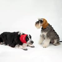Gambar Artero Focus Drying Ear Muffs Set - Penutup Telinga Elastis untuk Anjing & Kucing - 3 Ukuran - Nyaman & Anti-Stres - Cocok untuk Perjalanan & Suara Bising - A511 dari Artero indonesia Shop undefined 5 Tokopedia
