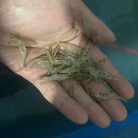 Gambar Udang Sawah Hidup Pakan Ikan (KHUSUS INSTANT) dari Velgen Fish undefined 1 Tokopedia