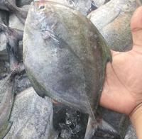 Gambar ikan bawal laut - Bawal Hitam, Utuh 1 kg dari Hasil laut pasar serpong undefined 4 Tokopedia