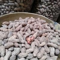 Gambar Kacang Kulit Sangrai Goreng Pasir Bendo Cap Wayang Sehat Non Kolesterol 2.7kg - 2,7 kg dari Tukumane Snack undefined 3 Tokopedia