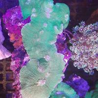Gambar Jamur Kuping Gajah dari Marina Aquarium Solo undefined 3 Tokopedia