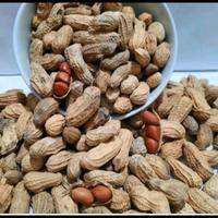 Gambar Kacang Kulit Sangrai Goreng Pasir Bendo Cap Wayang Sehat Non Kolesterol 2.7kg - 2,7 kg dari Tukumane Snack undefined 2 Tokopedia