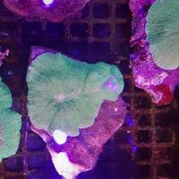 Gambar Jamur Kuping Gajah dari Marina Aquarium Solo undefined 1 Tokopedia