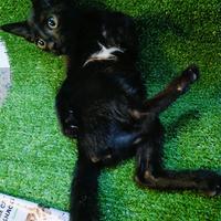 Gambar kucing Persia mix domestik bulu kapas dari jihan OS undefined 3 Tokopedia