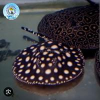 Gambar Ikan pari black diamond kualitas terbaik original import dari OKTAILAN PREDATOR undefined 1 Tokopedia