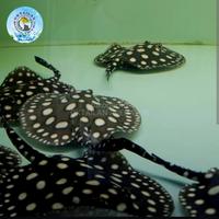 Gambar Ikan pari black diamond kualitas terbaik original import dari OKTAILAN PREDATOR undefined 3 Tokopedia
