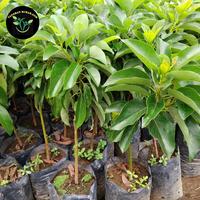 Gambar bibit alpukat kelud super jumbo dari tanaman murah. COM undefined 2 Tokopedia