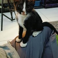 Gambar kucing Persia mix domestik bulu kapas dari jihan OS undefined 4 Tokopedia