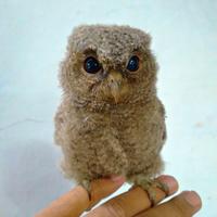 Gambar owl dari Zurais pet shop undefined 3 Tokopedia
