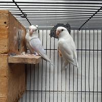 Gambar Lovebird Indukan Roseicollis Non Klep/NK mutasi Mewah dari sortowerbirdshop undefined 3 Tokopedia