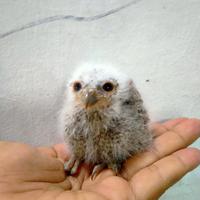 Gambar owl dari Zurais pet shop undefined 2 Tokopedia