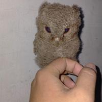 Gambar owl dari Zurais pet shop undefined 4 Tokopedia