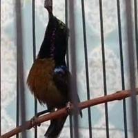 Gambar burung Kolibri ninja dada coklat/konin dacok jantan gacor!!! dari Ipank Betta flower shoop undefined 2 Tokopedia