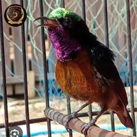 Gambar burung Kolibri ninja dada coklat/konin dacok jantan gacor!!! dari Ipank Betta flower shoop undefined 1 Tokopedia