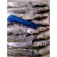 Gambar Ikan Layur Segar Fresh 1Kg Hasil Tangkapan Harian Nelayan Frozen - 2 EKOR dari Fresh Seafood Daily10 undefined 3 Tokopedia