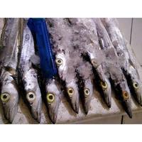 Gambar Ikan Layur Segar Fresh 1Kg Hasil Tangkapan Harian Nelayan Frozen - 2 EKOR dari Fresh Seafood Daily10 undefined 4 Tokopedia