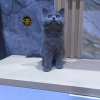 Gambar kucing british short hair bsh abu solid bulat tebel dari karebetcat2 undefined 2 Tokopedia