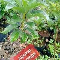 Gambar Alpukat MENTEGA hasil sambung tinggi 50cm(dataran rendah-menengah) dari Garden bibit undefined 1 Tokopedia