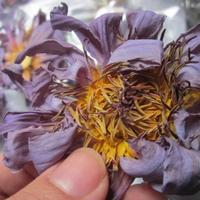Gambar insomnia/ Dried Blue Lotus/ Bunga Lotus Biru dari DUPIRON undefined 3 Tokopedia