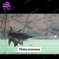 Gambar ikan polyodon ikan purba polyodon spathula dari tisha arowana undefined 1 Tokopedia