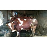 Gambar Qurban Sapi Berkwalitas 2024 Gratis Ongkir+Pemeliharaan Sampai Hari H Lokasi Merr rungkut surabaya utaranya pas dealer daihatsu buka tgl 23 Mei 2024 - 600Kg an dari Amanahku Shop undefined 2 Tokopedia