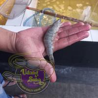Gambar Udang Vaname Ukuran Medium 40 /Kg | Premium Quality | Udang Suka dari Banitu kita Bangkit undefined 2 Tokopedia