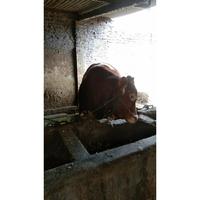 Gambar Qurban Sapi Berkwalitas 2024 Gratis Ongkir+Pemeliharaan Sampai Hari H Lokasi Merr rungkut surabaya utaranya pas dealer daihatsu buka tgl 23 Mei 2024 - 600Kg an dari Amanahku Shop undefined 4 Tokopedia