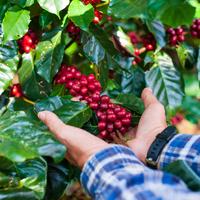 Gambar Ami Bonjour - Romar - Biji Kopi Espresso Roast Coffee Bean - Kopi Arabica Gayo - Kopi Big Berry - 200GR - 200 Gram, Biji Utuh dari Ami Bonjour Coffee undefined 5 Tokopedia