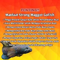 Gambar Strong Maggot Go Fish Makanan Ikan Chana Channa Limbata Blue Yellow Red - Yellow Base dari Qibil Store undefined 2 Tokopedia