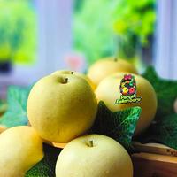 Gambar Pear Century buah pear import Fresh 400-600 gr - 500 GR dari Parcel Pekanbaru undefined 1 Tokopedia