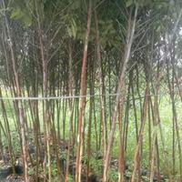 Gambar pohon  renbow / pelangi tinggi 4 meter dari RIZKI BERKAH ALAM undefined 3 Tokopedia