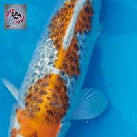 Gambar ikan koi kujaku jumbo dari Sutha_Koi_Centre undefined 2 Tokopedia