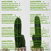 Gambar Tanaman Cabe Rawit Hijau / Pohon Cabai Rawit Merah Pedas Siap Berbuah dari sepanjangtaman undefined 3 Tokopedia