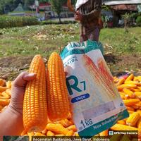 Gambar Jagung Hibrida Raja 7 Union dari BenihRajaR7 undefined 4 Tokopedia