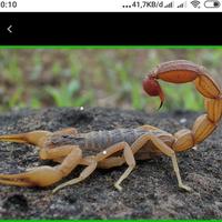 Gambar kalajengking,lychas mucronatus scorpion,kalajengking indukan , murah dari najabmart undefined 2 Tokopedia