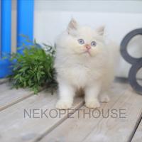 Gambar Kucing Himalaya Red Point Anak Kucing Lucu dari Nekopethouse - Adopsi Kucing undefined 3 Tokopedia