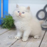 Gambar Kucing Himalaya Red Point Anak Kucing Lucu dari Nekopethouse - Adopsi Kucing undefined 5 Tokopedia
