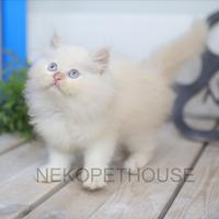 Gambar Kucing Himalaya Red Point Anak Kucing Lucu dari Nekopethouse - Adopsi Kucing undefined 4 Tokopedia