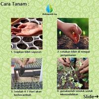 Gambar Bibit / Benih Melon Honey Emerald Import (5 Butir) - Hidroponik Ku dari Hidroponik Ku undefined 4 Tokopedia
