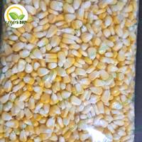 Gambar Jagung Pipil Manis 1kg Segardaunpku Pekanbaru dari SegardaunPku02 undefined 1 Tokopedia